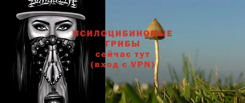 где купить   Вятские Поляны  Галлюциногенные грибы MAGIC MUSHROOMS 